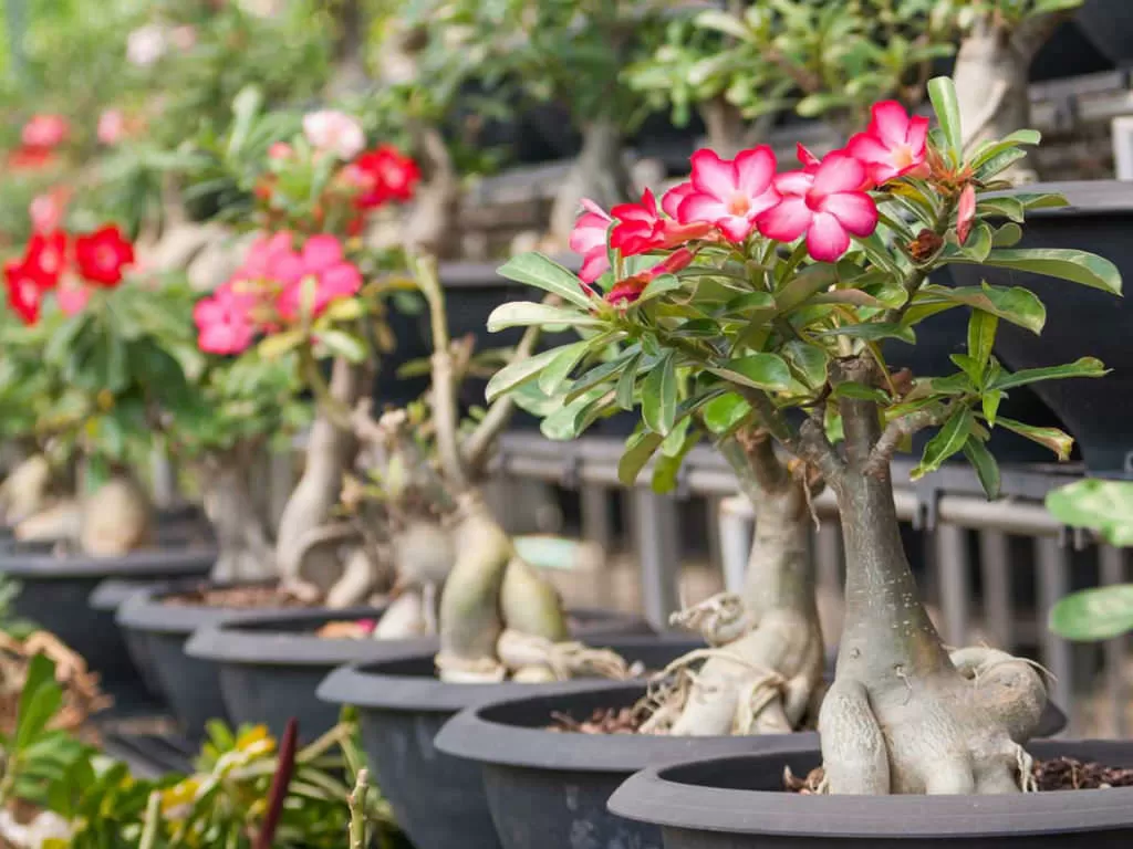 Rosa do Deserto: 9 Orientações Cruciais para Observar