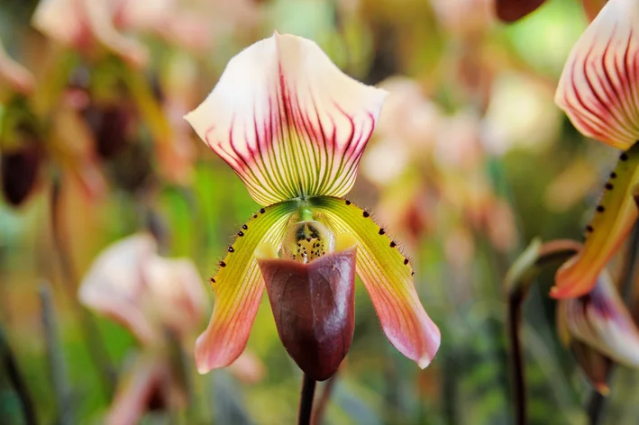 Cultivo e Cuidados Domésticos da Orquídea Sapatinho